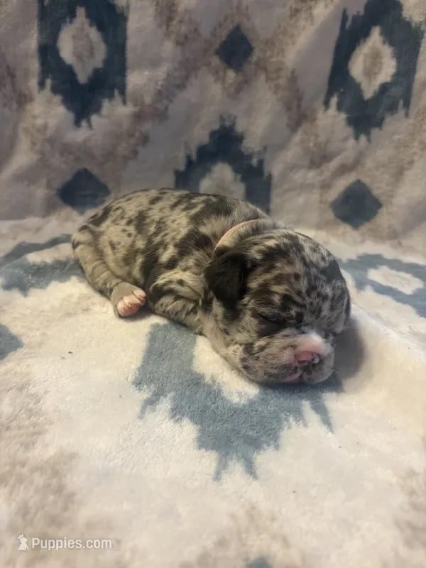 Valentina  – French Bulldog puppy for sale in Manchaca, TX