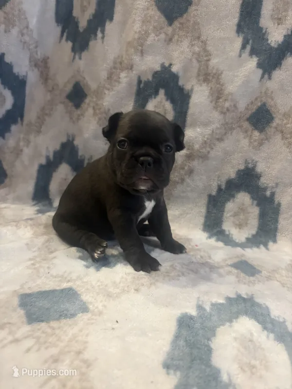 Diamond  – French Bulldog puppy for sale in Manchaca, TX