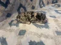 Valentina , a female French Bulldog for sale in Manchaca, TX – 3 of 4