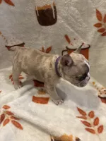 Prada, a female French Bulldog for sale in Manchaca, TX – 1 of 4