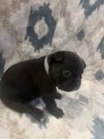 Diamond , a female French Bulldog for sale in Manchaca, TX – 2 of 4