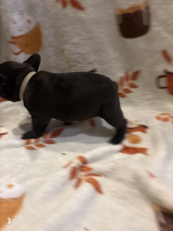 Cash – French Bulldog puppy for sale in Manchaca, TX
