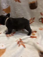 Cash, a male French Bulldog for sale in Manchaca, TX – 1 of 4