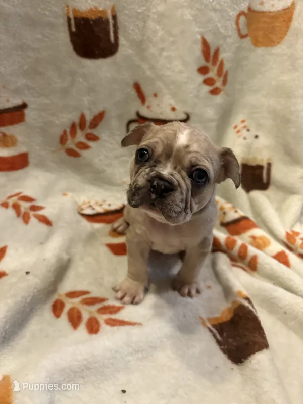 Amir – French Bulldog puppy for sale in Manchaca, TX