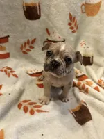 Amir, a male French Bulldog for sale in Manchaca, TX – 1 of 4