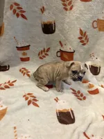 Amir, a male French Bulldog for sale in Manchaca, TX – 2 of 4