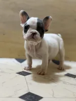 Princess , a male French Bulldog for sale in Princeton, NJ – Photo 2 of 2