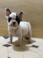 Princess , a male French Bulldog for sale in Princeton, NJ – Photo 1 of 2