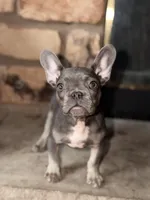 Bunny , a female French Bulldog for sale in Princeton, NJ – Photo 2 of 3