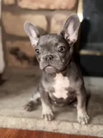 Bunny , a female French Bulldog for sale in Princeton, NJ – Photo 3 of 3