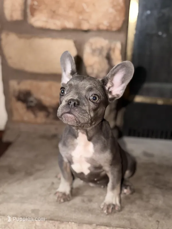 Bunny , a female French Bulldog for sale in Princeton, NJ – Photo 1 of 3