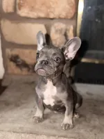 Bunny , a female French Bulldog for sale in Princeton, NJ – Photo 1 of 3
