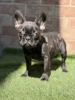 Major, a male French Bulldog for sale in Princeton, NJ – Photo 1 of 4