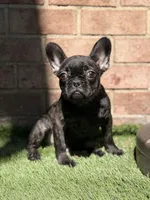 Major, a male French Bulldog for sale in Princeton, NJ – Photo 3 of 4