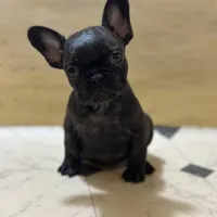 Major, a male French Bulldog for sale in Princeton, NJ – Photo 2 of 4