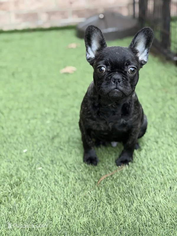 Major – French Bulldog puppy for sale in Princeton, NJ