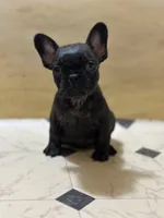 Major, a male French Bulldog for sale in Princeton, NJ – Photo 3 of 3