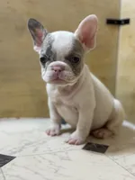 Teddi, a male French Bulldog for sale in Princeton, NJ – Photo 1 of 3