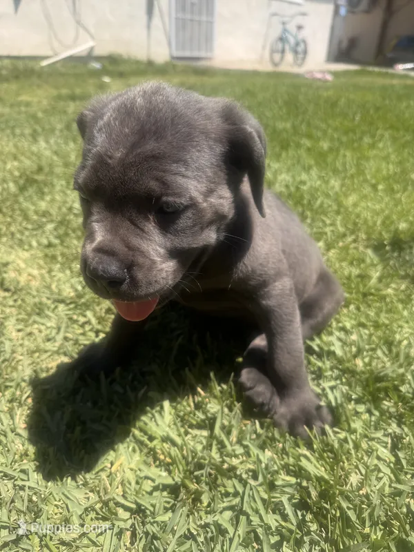 Cane Corso  – Cane Corso puppy for sale in La Puente, CA