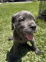 Cane Corso , a male Cane Corso for sale in La Puente, CA – 2 of 4