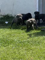 Cane Corso , a male Cane Corso for sale in La Puente, CA – 3 of 4
