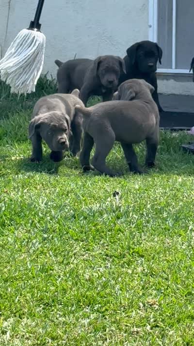 Cane Corso , a male Cane Corso for sale in La Puente, CA – 4 of 4