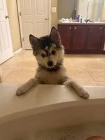 Nevy , a female Pomsky for sale in Orlando, FL – 8 of 9