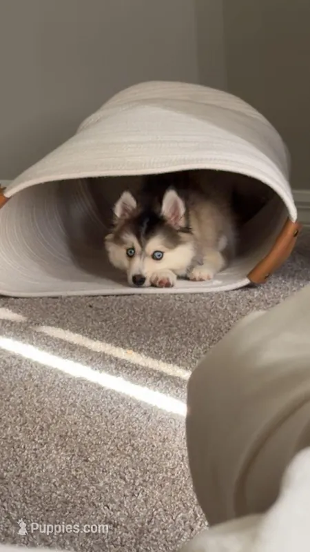 Nevy  – Pomsky puppy for sale in Orlando, FL
