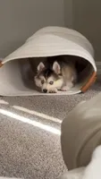 Nevy , a female Pomsky for sale in Orlando, FL – 1 of 9