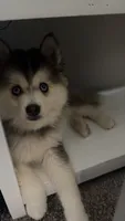 Nevy , a female Pomsky for sale in Orlando, FL – 6 of 9