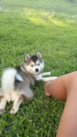 Nevy , a female Pomsky for sale in Orlando, FL – 7 of 9