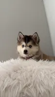 Nevy , a female Pomsky for sale in Orlando, FL – 4 of 9