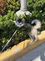 Nevy , a female Pomsky for sale in Orlando, FL – 9 of 9