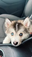 Nevy , a female Pomsky for sale in Orlando, FL – 5 of 9
