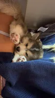 Nevy , a female Pomsky for sale in Orlando, FL – 3 of 9