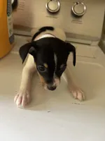 Moe, a male Toy Fox Terrier for sale in Freeport, OH – 3 of 3
