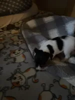 Magic, a female Toy Fox Terrier for sale in Freeport, OH – 5 of 5