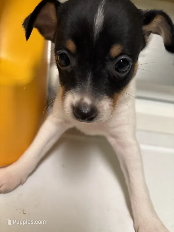 Margie – Toy Fox Terrier puppy on hold in Freeport, OH