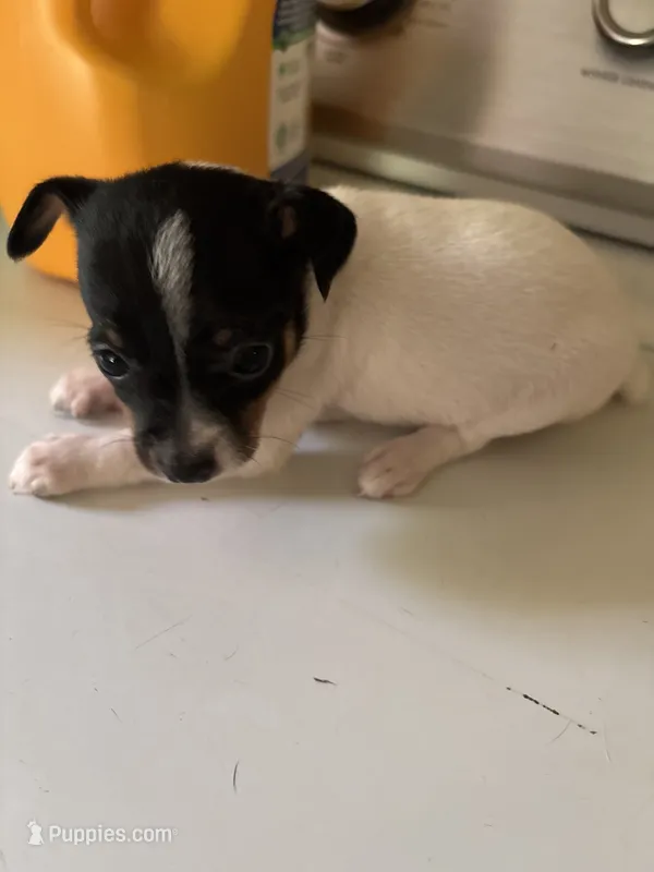 Miley – Toy Fox Terrier puppy on hold in Freeport, OH