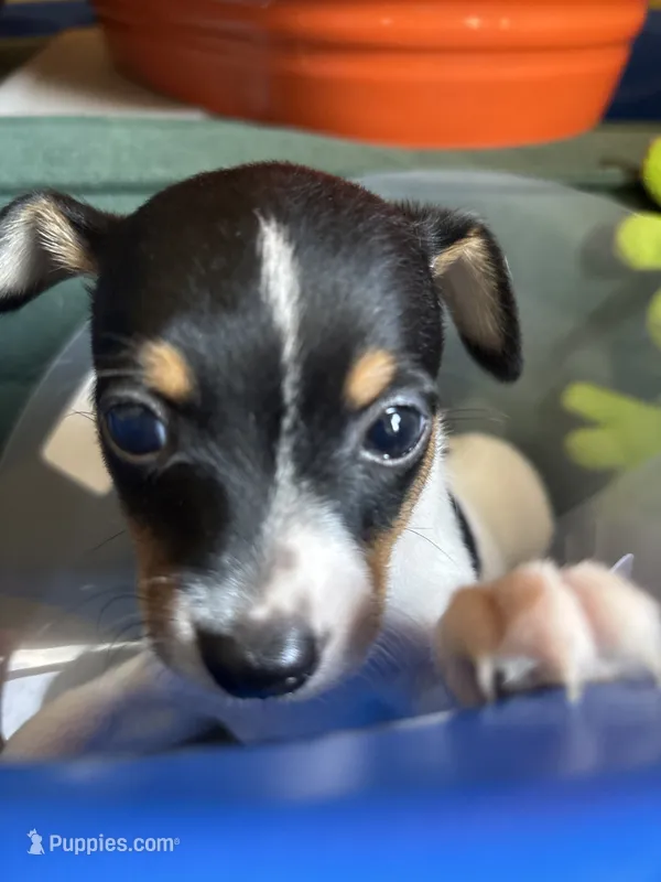 Moe – Toy Fox Terrier puppy on hold in Freeport, OH
