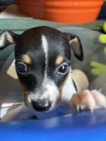Moe, a male Toy Fox Terrier for sale in Freeport, OH – 1 of 3