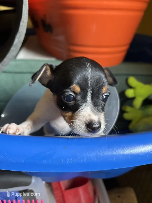 Marla – Toy Fox Terrier puppy on hold in Freeport, OH