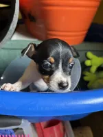 Marla, a female Toy Fox Terrier for sale in Freeport, OH – 1 of 4