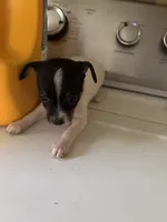 Miley, a female Toy Fox Terrier for sale in Freeport, OH – 3 of 4