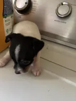 Miley, a female Toy Fox Terrier for sale in Freeport, OH – 2 of 4