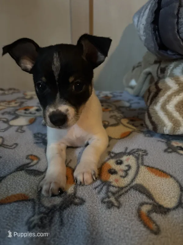 Max – Toy Fox Terrier puppy for sale in Freeport, OH