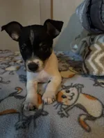 Max, a male Toy Fox Terrier for sale in Freeport, OH – 1 of 2