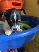 Max, a male Toy Fox Terrier for sale in Freeport, OH – 2 of 2