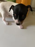 Marla, a female Toy Fox Terrier for sale in Freeport, OH – 4 of 4