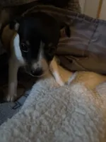 Magic, a female Toy Fox Terrier for sale in Freeport, OH – 2 of 5